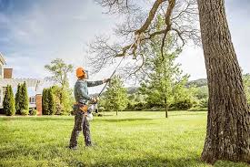 Professional Tree Care in Spring City, PA