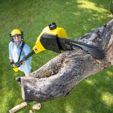 Tree and Shrub Care in Spring City, PA