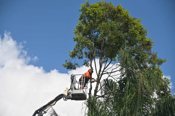 How Our Tree Care Process Works  in  Spring City, PA